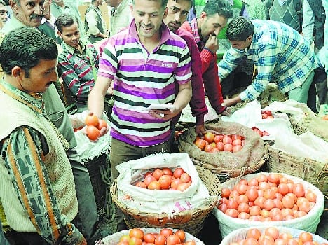 hike in the price of tomato in sabji mandi shimla.