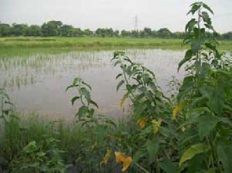 20 bigha rice crop in water