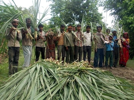 The wild elephants Rundi 20- acre crop