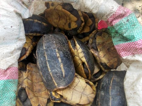 Two sacks and carried in a backpack recovered 135 turtles