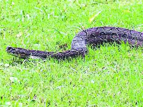 6 feet lon python entered in panchkula court campus
