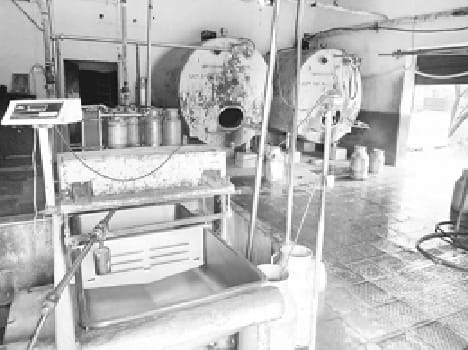 Milk production was lower in the absence of rain