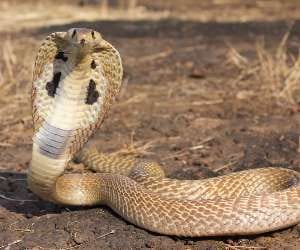 snake enters in dehradun colonies.