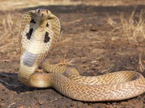 snake bite 9 years old boy at hamirpur.