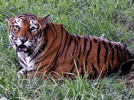 bangladesh tiger poacher