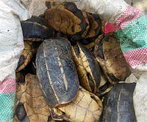 smuggling of tortoise.