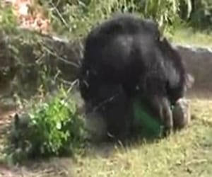 bear attacked on woman.