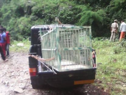  girl killed by leopard, dead body found.