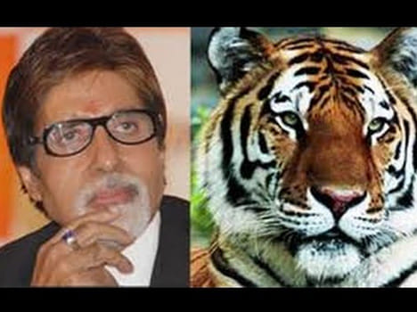 Amitabh Bachchan to become Maharashtra’s 'Tiger Ambassador'