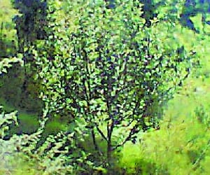 apple illegal tree encroachments on forest land in shimla and kullu.