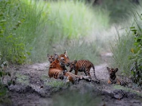 Kisnupr extended kin of tigers in sanctuaries