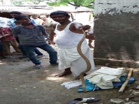 Call-called five houses caught 15 snakes