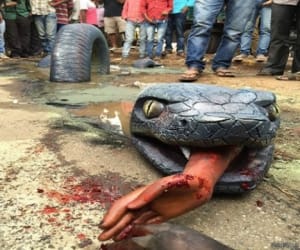 when Anaconda show on the road