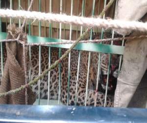 leopard captured in rudraprayag.