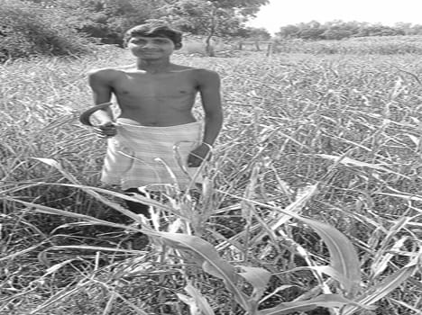 Sulking monsoon crops were dried
