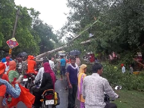 Falling tree hit the road jam