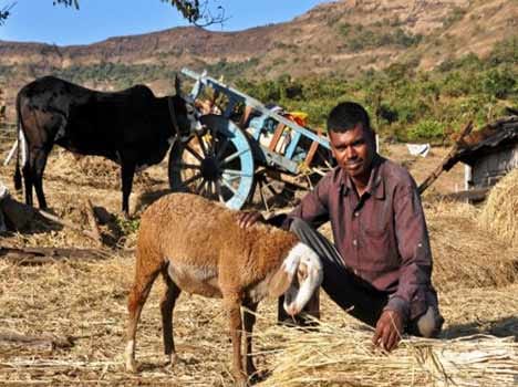 panchayat give order don't fry pulse