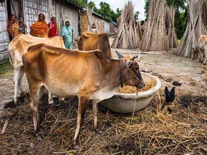 panchayat give order don't fry pulse
