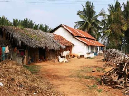 panchayat give order don't fry pulse