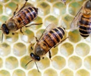 chhatisgarh: two brother killed in bee attack