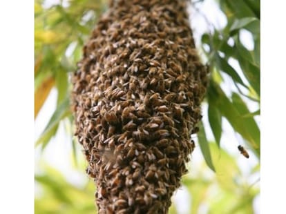 chhatisgarh: two brother killed in bee attack