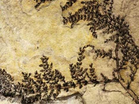 us flower botanist plant