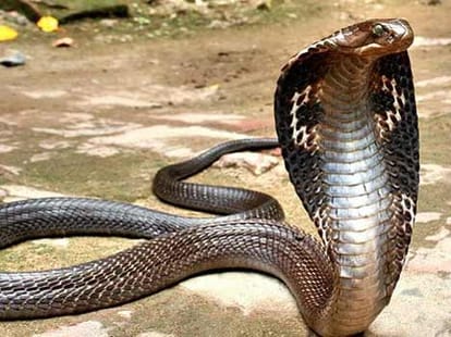 out of total 200 snakes only these four kind of snakes are poisonous