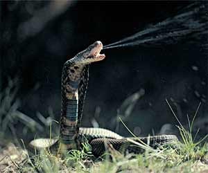  7 affected with snake bites only one district in up