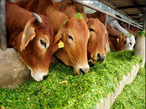 TB spreads from animal to human
