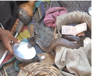 woman died by snake bite, snake charmer claim to alive again.
