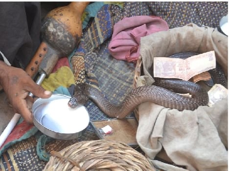  Worship offered milk to the snake god