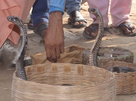 Nagapanchami day