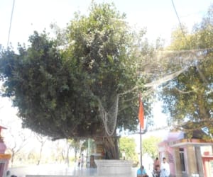 mahabharata banyan tree also found in dehradun.