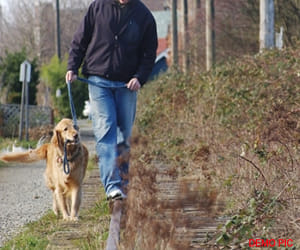 nagar nigam will annouced public area as no pet zone