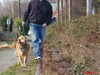 nagar nigam will annouced public area as no pet zone