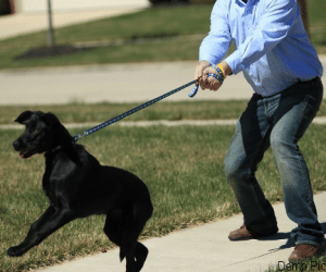 My boss Doggie injured attacker arrested.