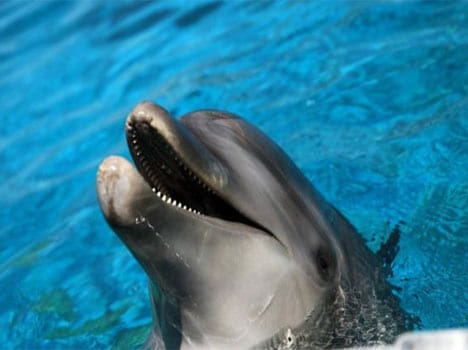hamas catches spying israeli dolphin