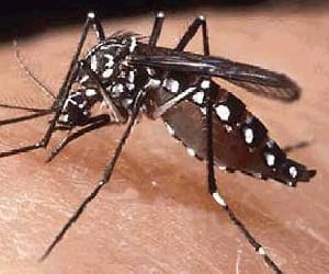 dengue alert in UP, 27 district sensitive