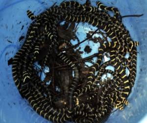 24 new born king cobra came out from nest.