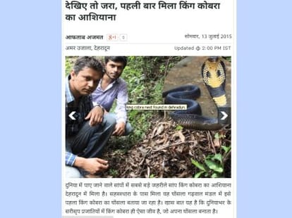 24 new born king cobra came out from nest.
