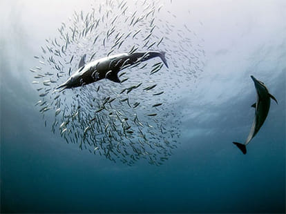 wild photography in the world 