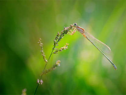 Scientists will find some way to save wildlife