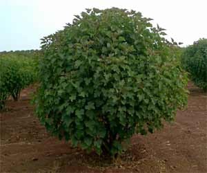the art of harvesting crops on stones