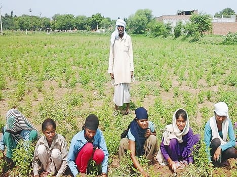 Through the cultivation of basil are earning profits
