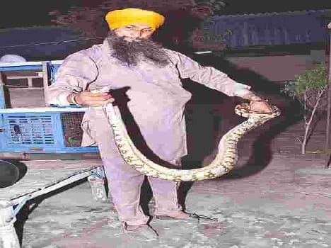 python in mahrshipuram caught after seven hours
