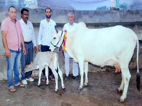 Desi cow gave 13 kilos 300 grams of milk