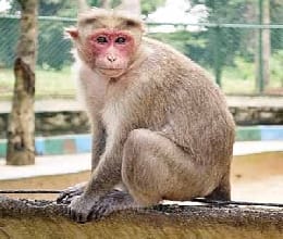 monkey destroying crop