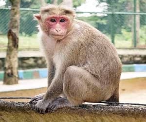 mark on monkey