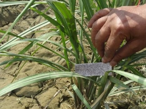MLA clairvoyant erases descendants of pests Trichogramma