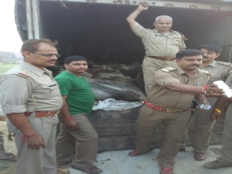 29 animals recovered four dead